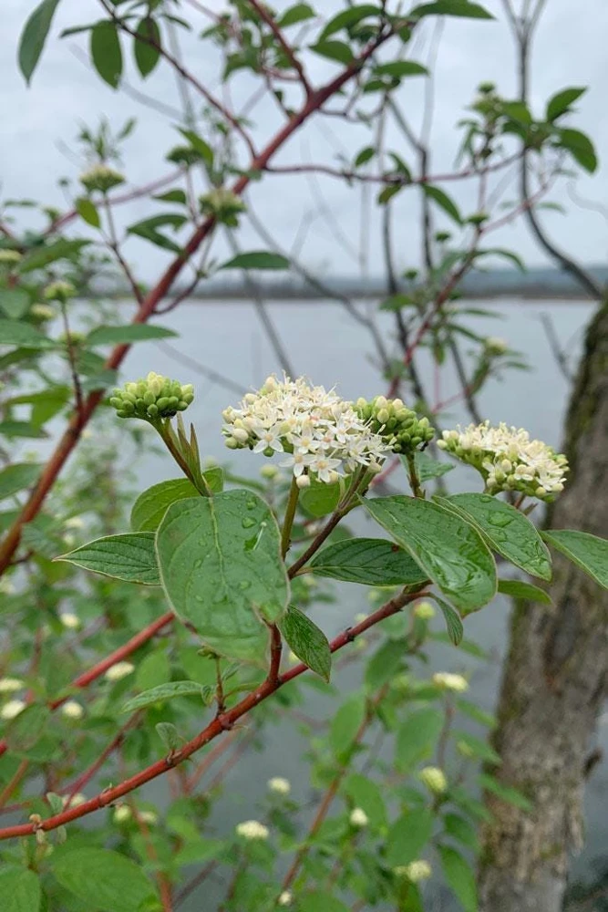 Red Osier Dogwood Shrub Bare Root Plant 12-24in - Cornus sericea Outdoor - Image 1