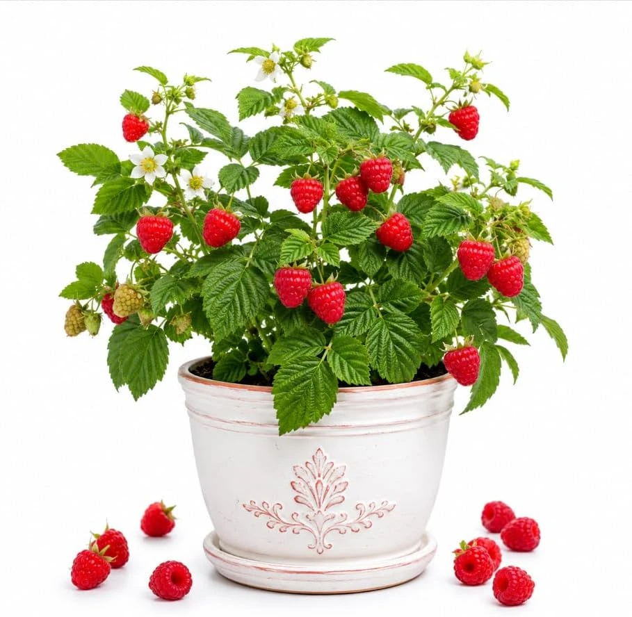 Red Raspberry Plant Live for Planting - Sweet Berries Bush, 2-5 inch Tall, Outdoor - Image 1