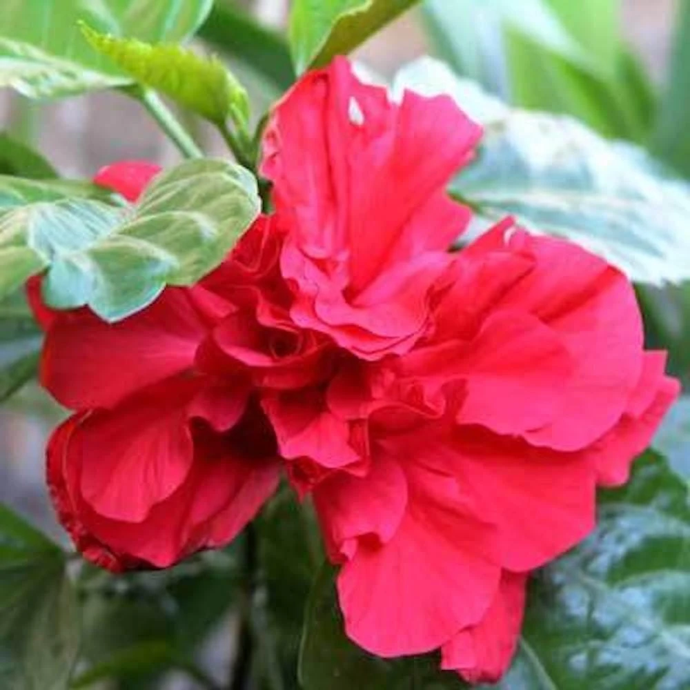 Red Rose of Sharon Hibiscus syriacus Live Plant 12-24" Tall – Quart Pot Shrub - Image 1