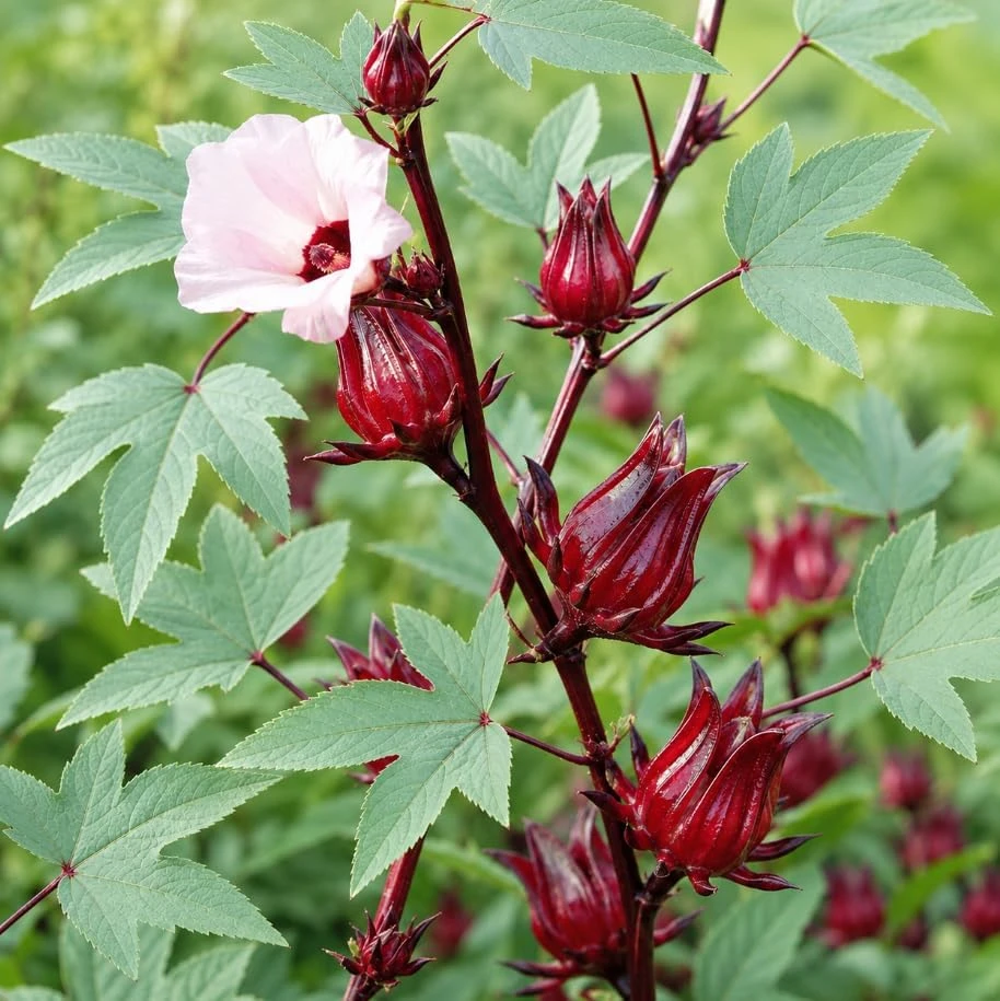 Red Roselle Live Plant Set - 2 Jamaican Hibiscus Plants in 4 Inch Pot, 6-10 Inches Tall, Outdoor - Image 2