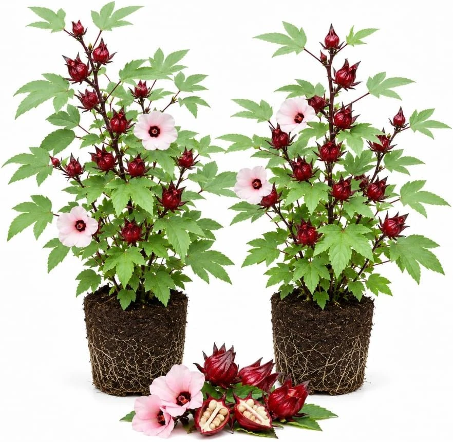 Red Roselle Live Plant Set - 2 Jamaican Hibiscus Plants in 4 Inch Pot, 6-10 Inches Tall, Outdoor - Image 1