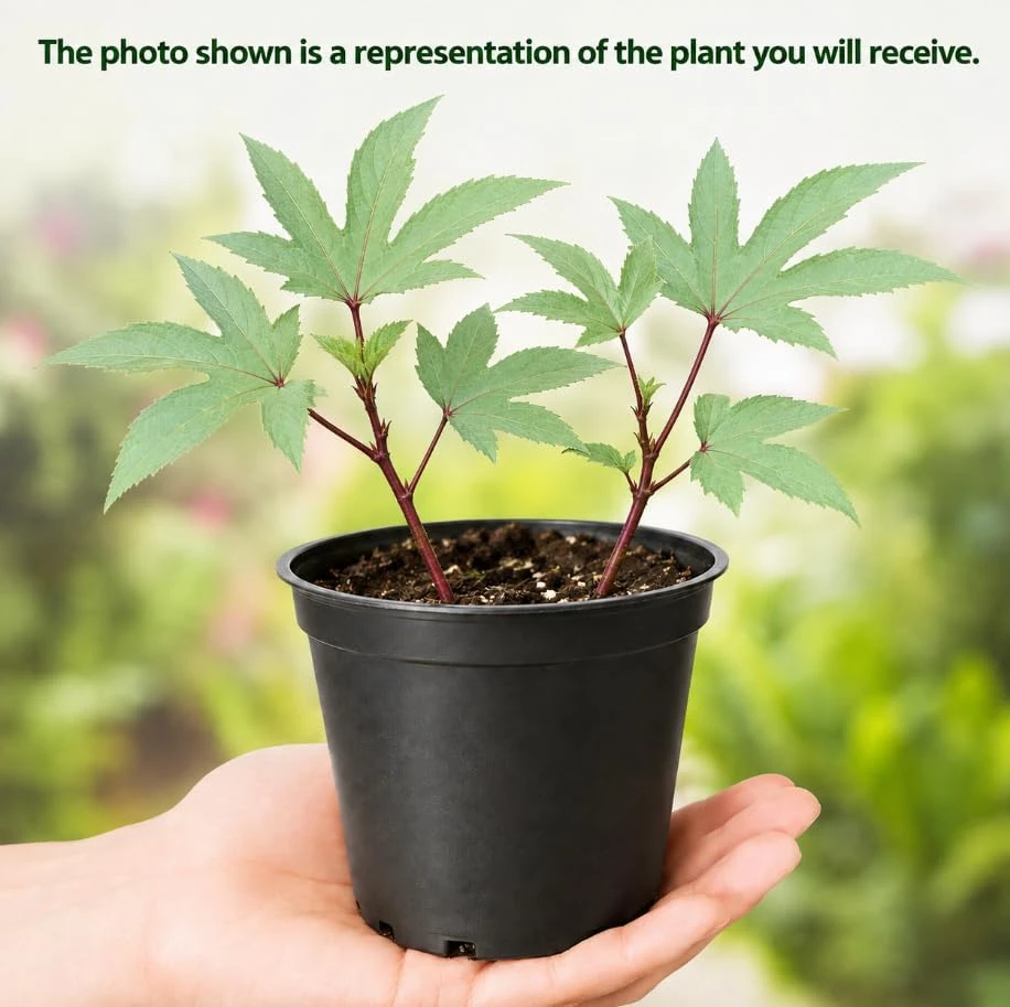 Red Roselle Live Plant Set - 2 Jamaican Hibiscus Plants in 4 Inch Pot, 6-10 Inches Tall, Outdoor - Image 3