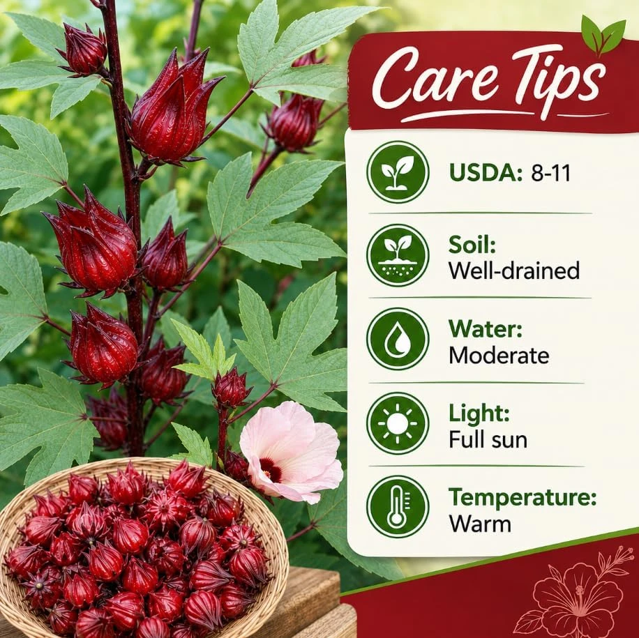 Red Roselle Live Plant Set - 2 Jamaican Hibiscus Plants in 4 Inch Pot, 6-10 Inches Tall, Outdoor - Image 5
