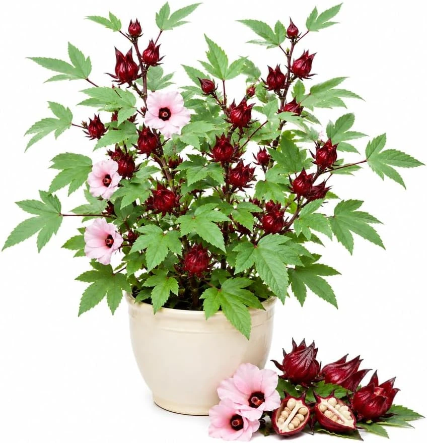 Red Roselle Live Plants - 2 Pack, Jamaican Hibiscus, Florida Cranberry, 4 Inch Pot, 6-10 Inches Tall, Outdoor - Image 1