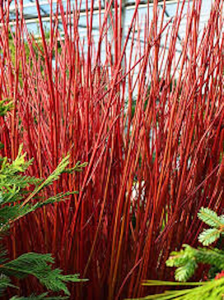 Red Twig Dogwood Shrub – Live Plant – 12-24in Tall – Quart Pot – Cornus sericea - Image 1