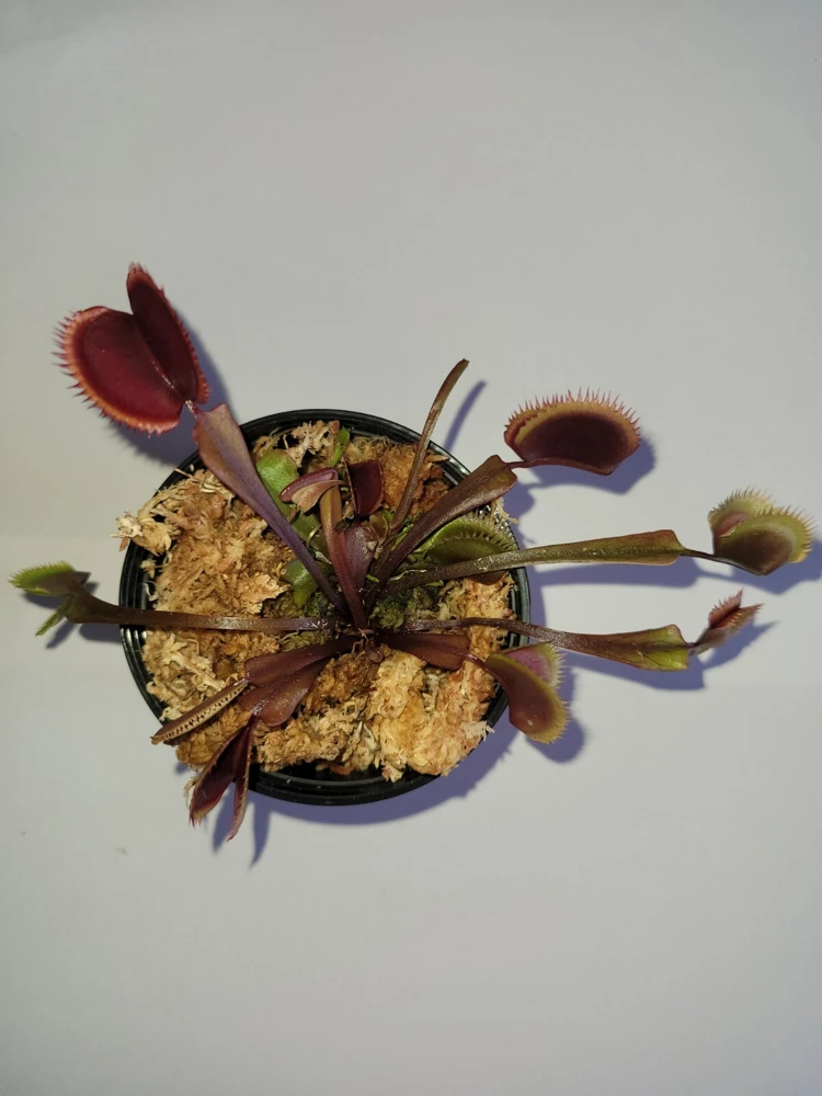 Red Venus Flytrap Live Plant – Carnivorous Plant – Large Size – Indoor/Outdoor - Image 2