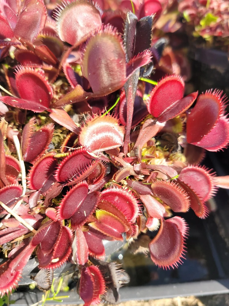 Red Venus Flytrap Live Plant – Carnivorous Plant – Large Size – Indoor/Outdoor - Image 3