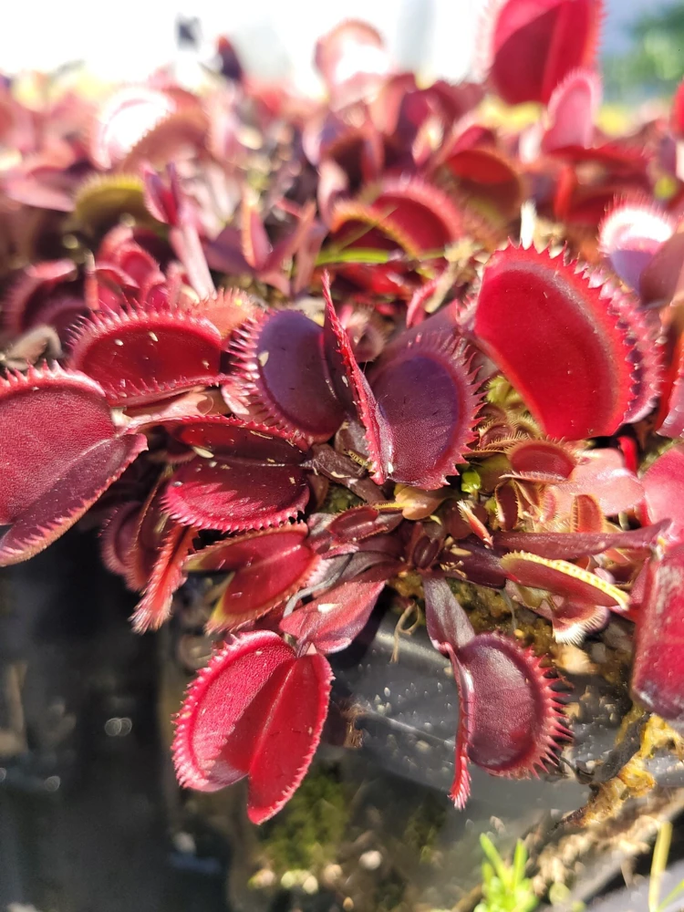 Red Venus Flytrap Live Plant – Carnivorous Plant – Large Size – Indoor/Outdoor - Image 4