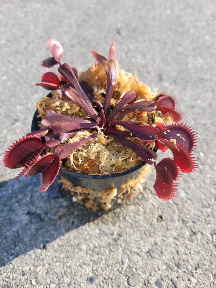 Red Venus Flytrap Live Plant – Carnivorous Plant – Large Size – Indoor/Outdoor - Image 1