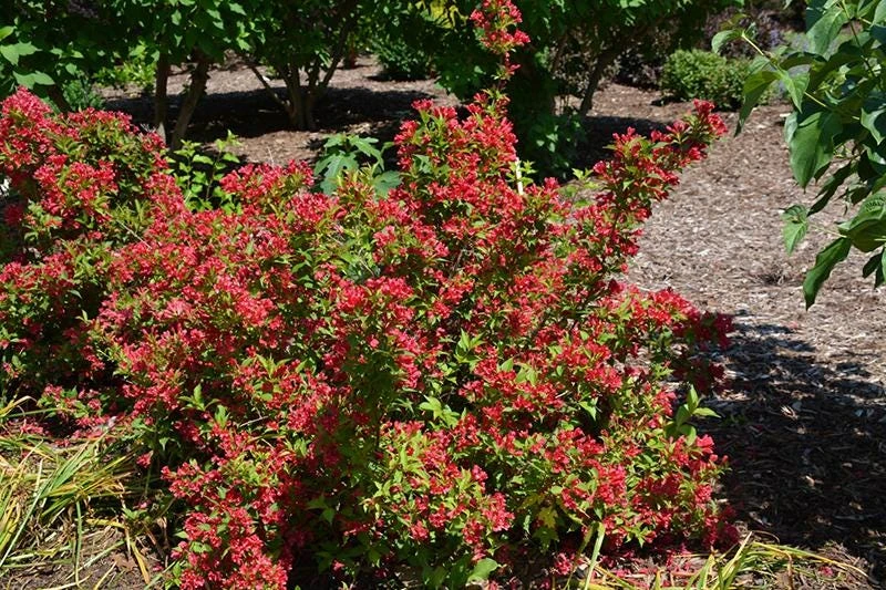 Red Weigela Shrub Weigela florida Live Plant, 12-24in, Quart Pot, Outdoor - Image 2
