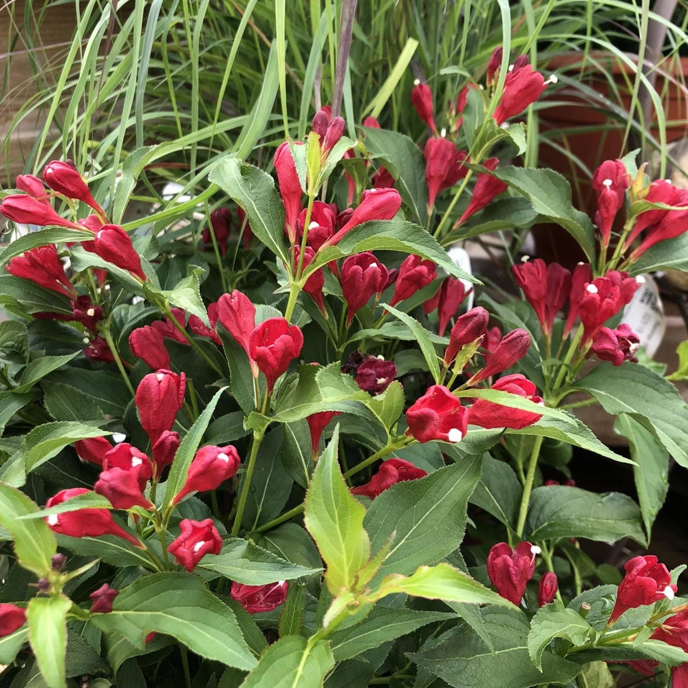Red Weigela Shrub Weigela florida Live Plant, 12-24in, Quart Pot, Outdoor - Image 4