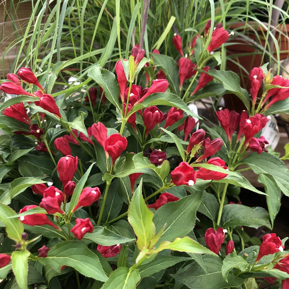 Red Weigela Shrub Weigela florida Live Plant, 12-24in, Quart Pot, Outdoor - Image 8