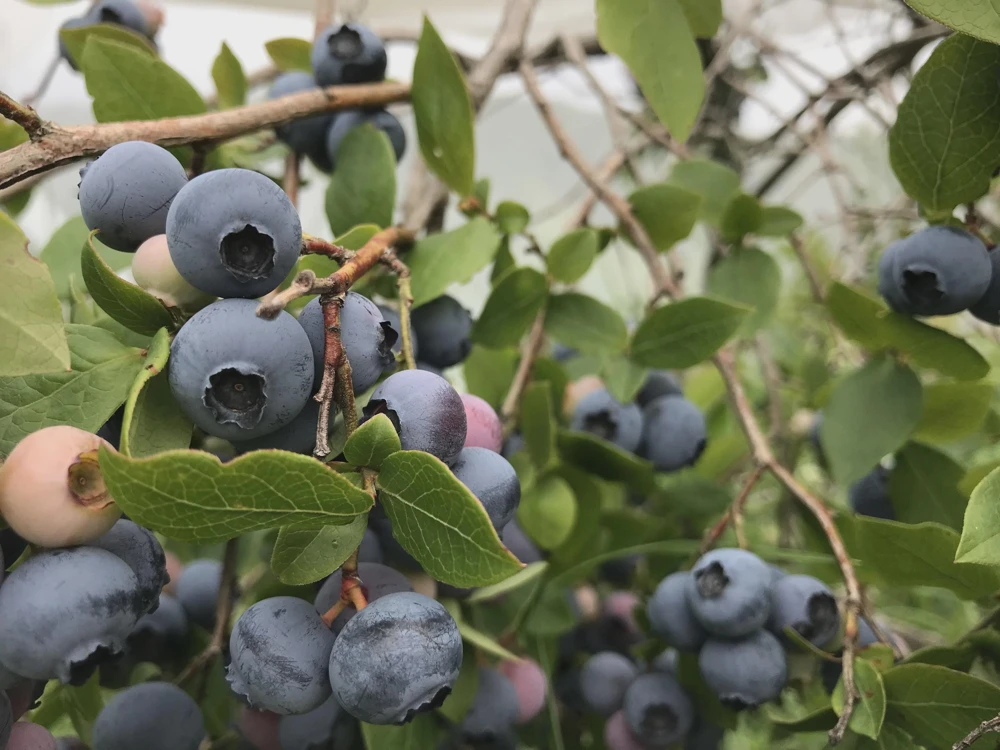 Reka Blueberry Live Plant - Vaccinium corymbosum - 3 Starter Plugs - Northern Highbush - Image 1