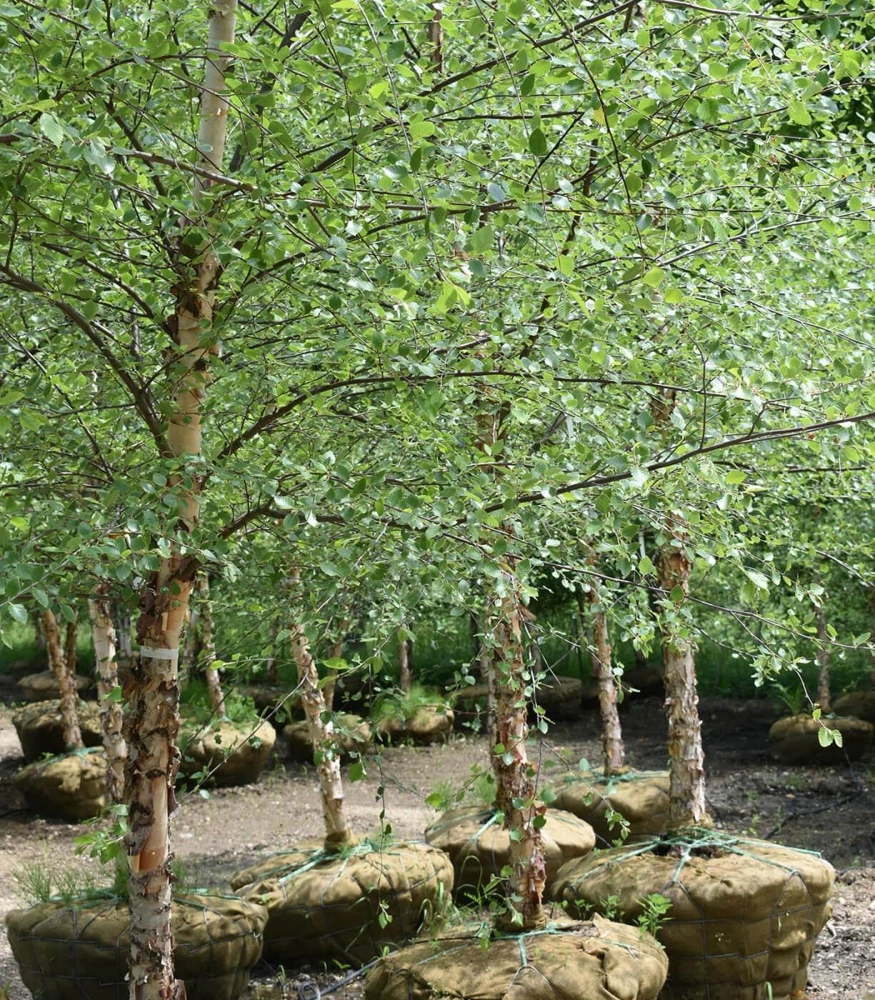 River Birch Tree Betula nigra Live Plant 8-18in (Quart Pot) Starter - Image 1