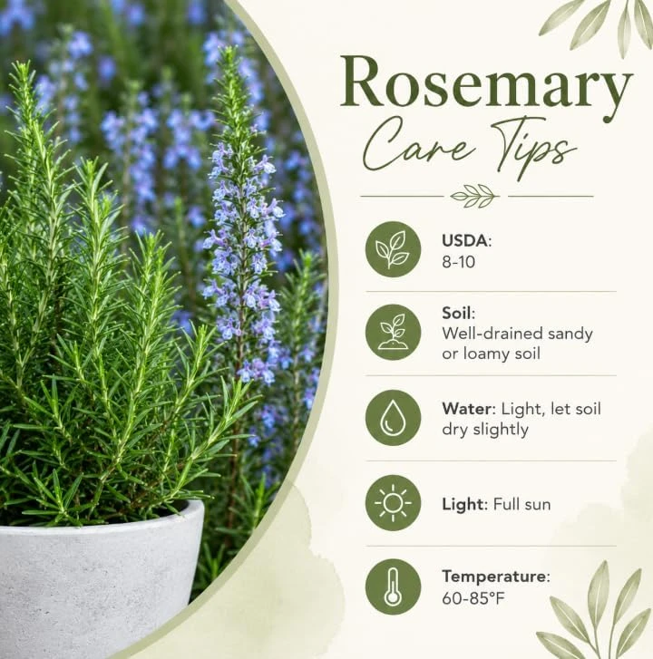 Rosemary Live Plant 2-Pack, 4-6 Inch Tall – Fragrant Herb for Indoor & Outdoor Garden - Image 5