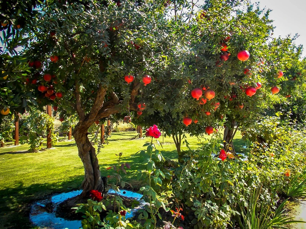 Salavatski Russian Pomegranate Tree Live Plant - Cold Hardy Punica granatum - Image 3