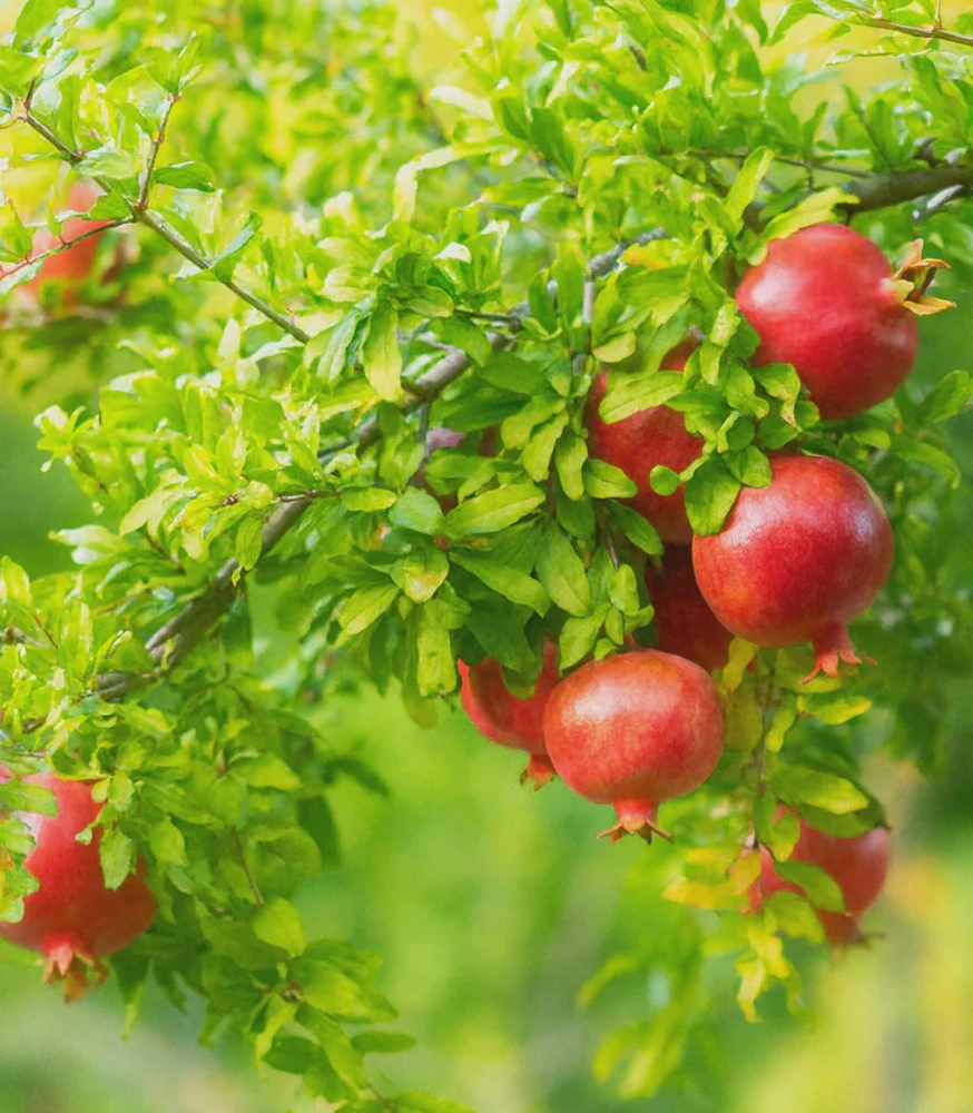 Salavatski Russian Pomegranate Tree Live Plant - Cold Hardy Punica granatum - Image 4