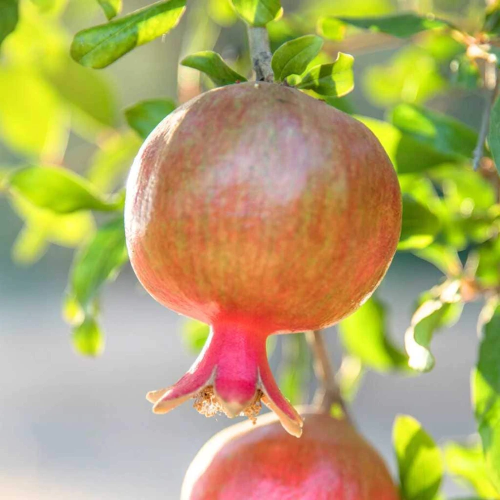 Salavatski Russian Pomegranate Tree Live Plant - Cold Hardy Punica granatum - Image 6