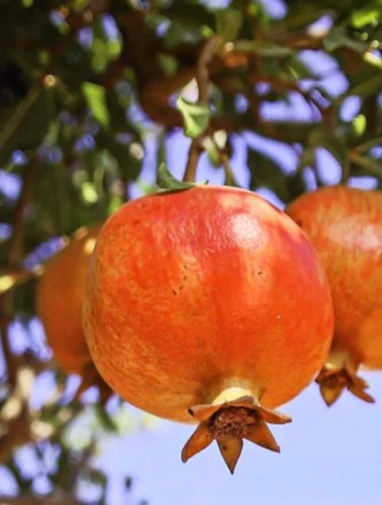 Salavatski Russian Pomegranate Tree Live Plant - Cold Hardy Punica granatum - Image 1