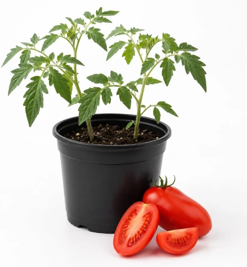 San Marzano Tomato Starter Plant - Live Vegetable Seedling, 4-6 Inches Tall in 4 Inch Pot for Patio & Garden - Image 1