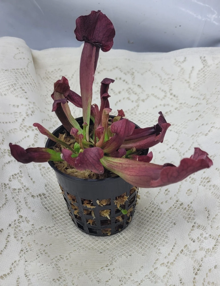 Sarracenia Catesbaei Pitcher Plant - Live Carnivorous Plant - 3.75 inch Pot - Indoor - Image 1