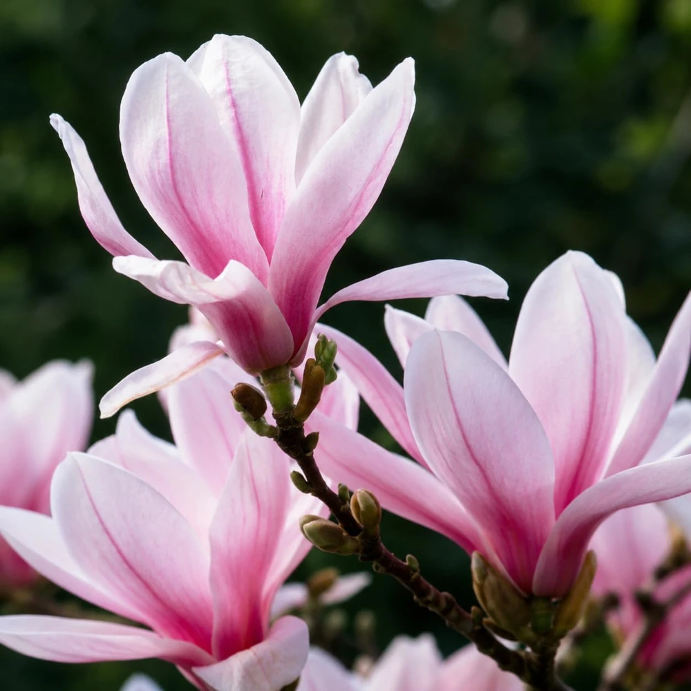 Saucer Magnolia Live Plant - Fragrant Bush Flowers, 5-10 Inch Tall, 2.5 Inch Pot - Image 3