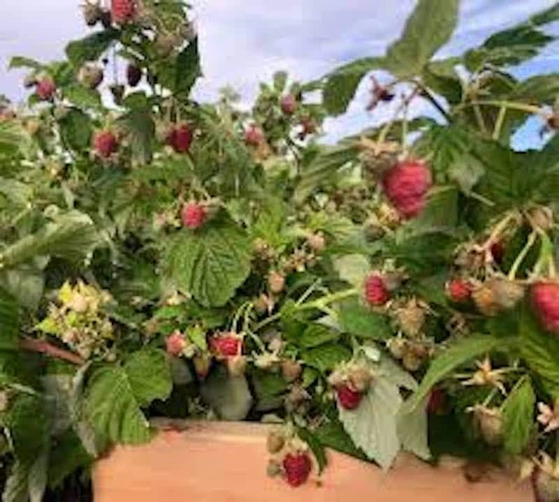 September Red Raspberry Live Plant - Everbearing, Cold-Hardy, USDA Zones 4-8 - Image 4