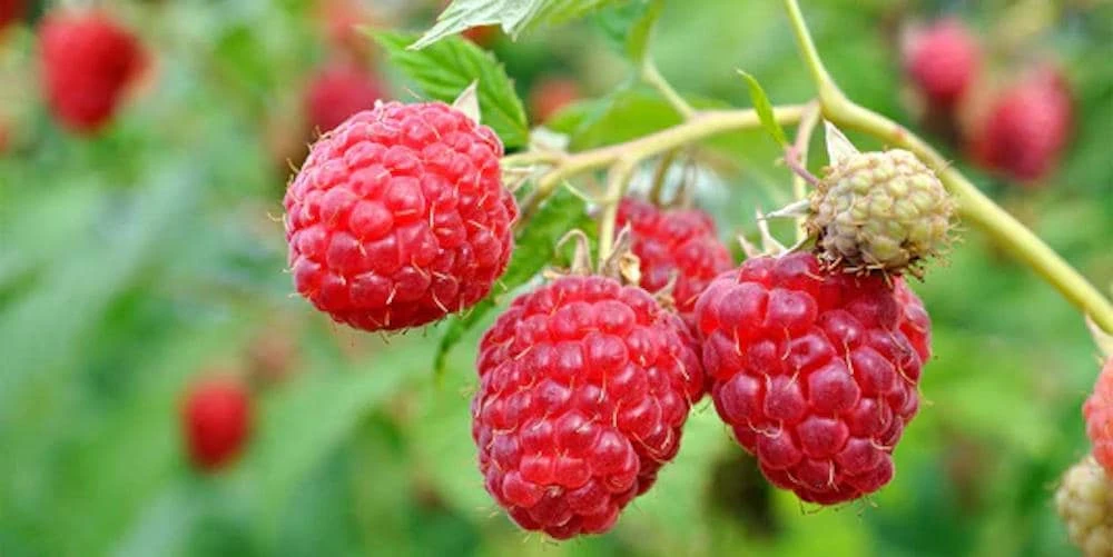 September Red Raspberry Live Plant - Everbearing, Cold-Hardy, USDA Zones 4-8 - Image 5