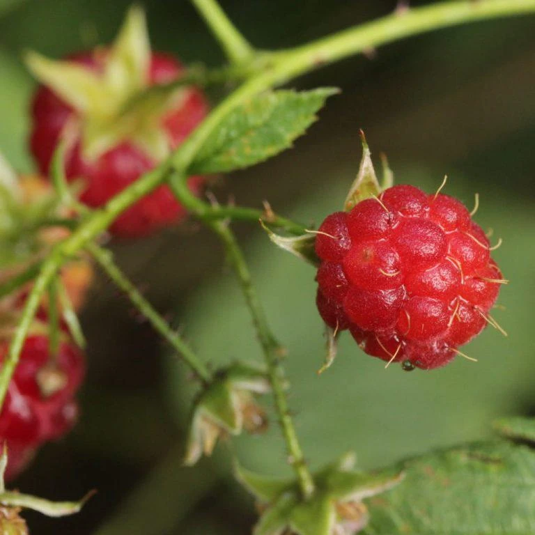 September Red Raspberry Live Plant - Everbearing, Cold-Hardy, USDA Zones 4-8 - Image 6