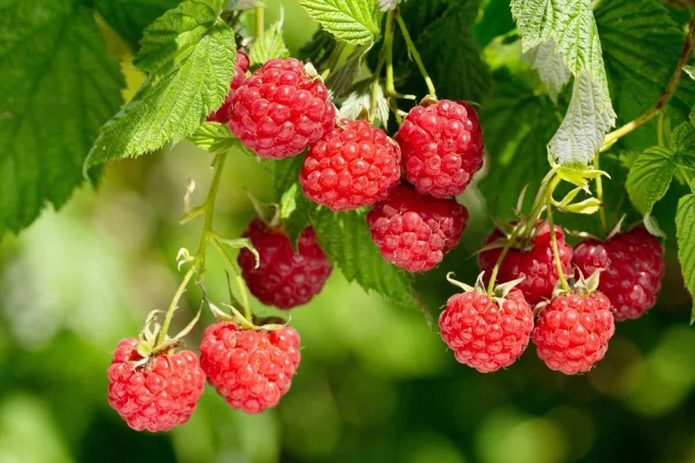 September Red Raspberry Live Plant - Everbearing, Cold-Hardy, USDA Zones 4-8 - Image 7