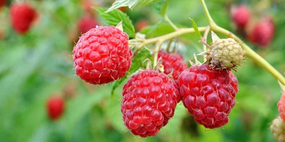 September Red Raspberry Starter Plug - Everbearing Live Plant - Zones 4-8 - Image 1