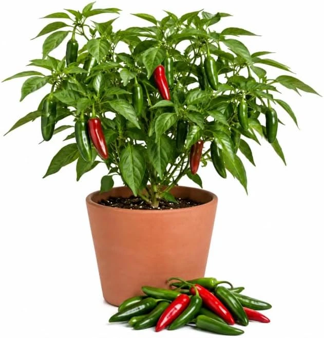 Serrano Pepper Plants Live, 2-Pack, 4-6 Inch Tall Chili Seedlings for Garden - Image 1