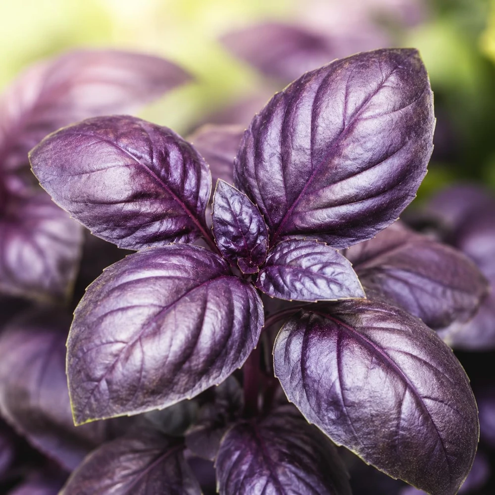 Set of 2 Dark Purple Basil Live Plants - Tulasi Herb, Fragrant, 3 Inch Pot, 2-4 Inch Tall - Image 1