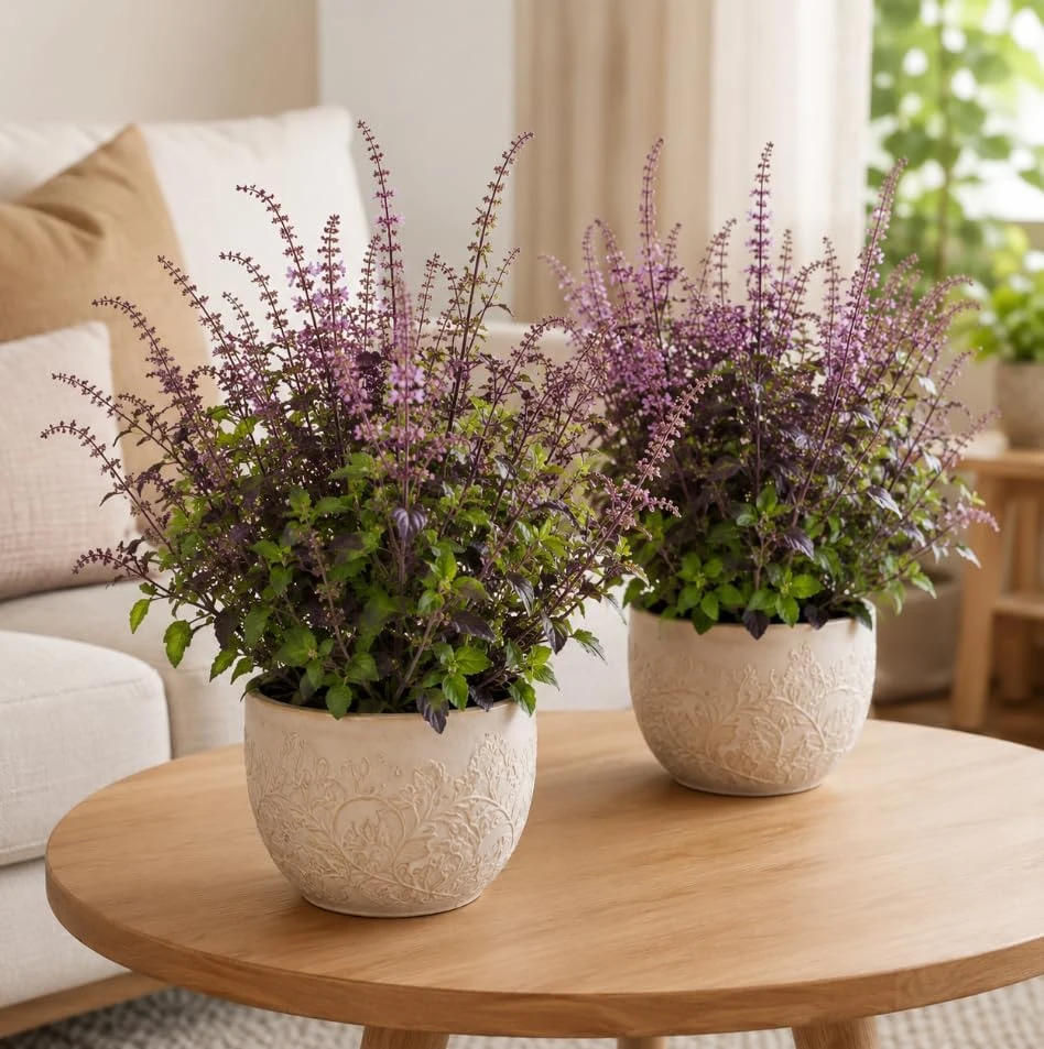 Set of 2 Holy Basil Live Plants - Tulsi Basil, 2-4 Inch Tall, Potted - Image 1