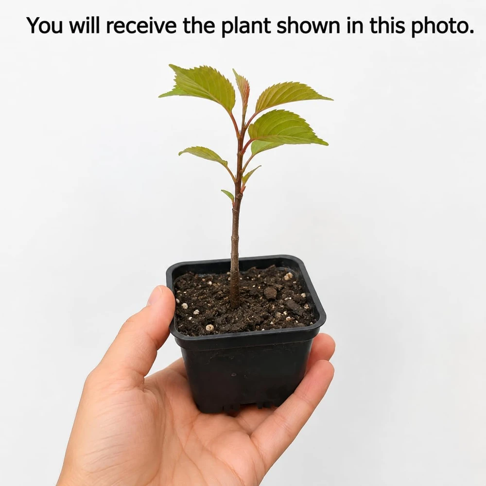 Set of 2 Kwanzan Cherry Trees Live Plants, 2.5 Inch Pot, Perennial Blossom Saplings - Image 2