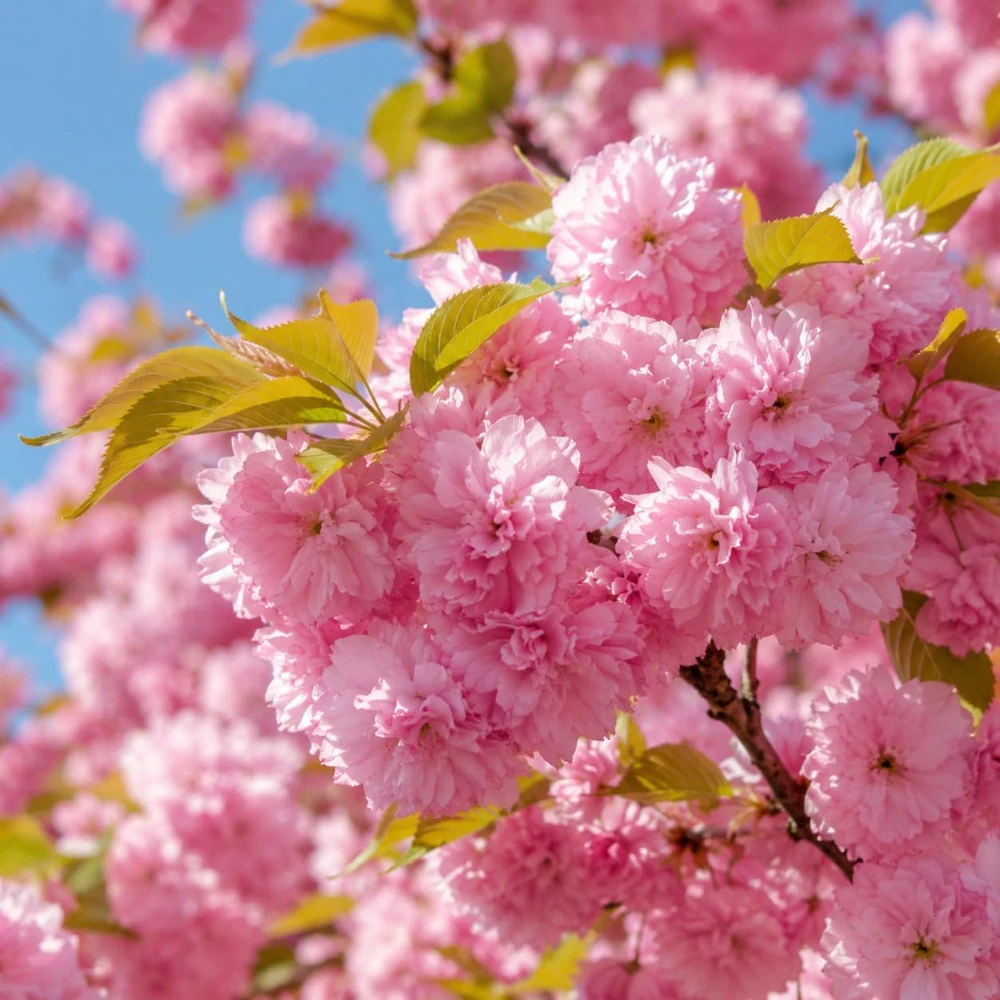 Set of 2 Kwanzan Cherry Trees Live Plants, 2.5 Inch Pot, Perennial Blossom Saplings - Image 3