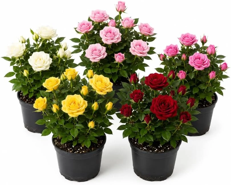 Set of 2 Mini Rose Live Plants, 4-6 Inches Tall in 4 Inch Pots, Flowering Bushes - Image 1