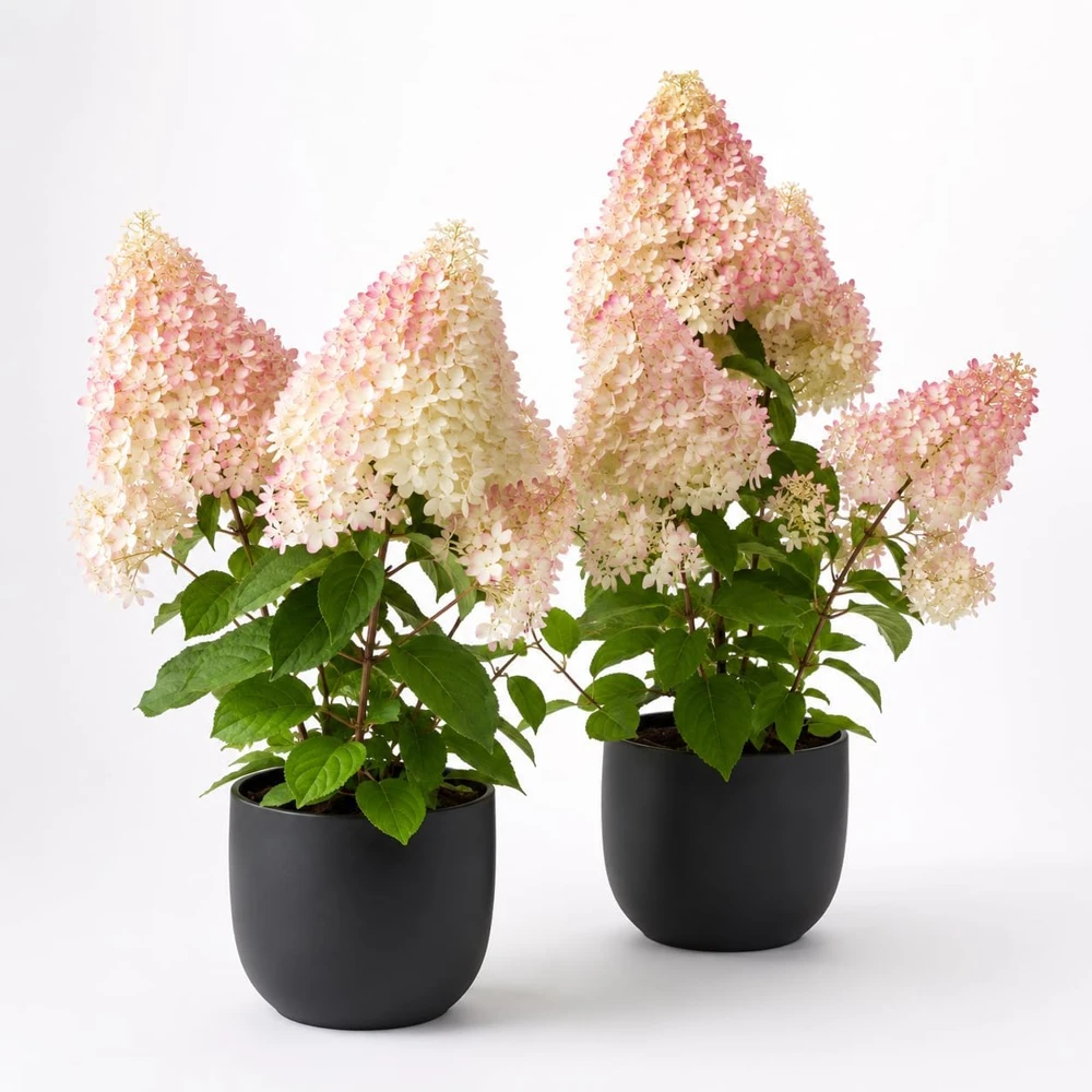 Set of 2 Phantom Hydrangea Live Plants, Pink White, 5-10 Inch Tall, 2.5 Inch Pot, Outdoor Shrub - Image 1