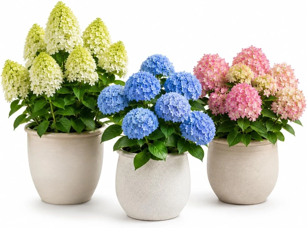 Set of 2 Random Hydrangea Tree Live Plants, 5-10 Inch Tall, 2.5 Inch Pot - Image 1