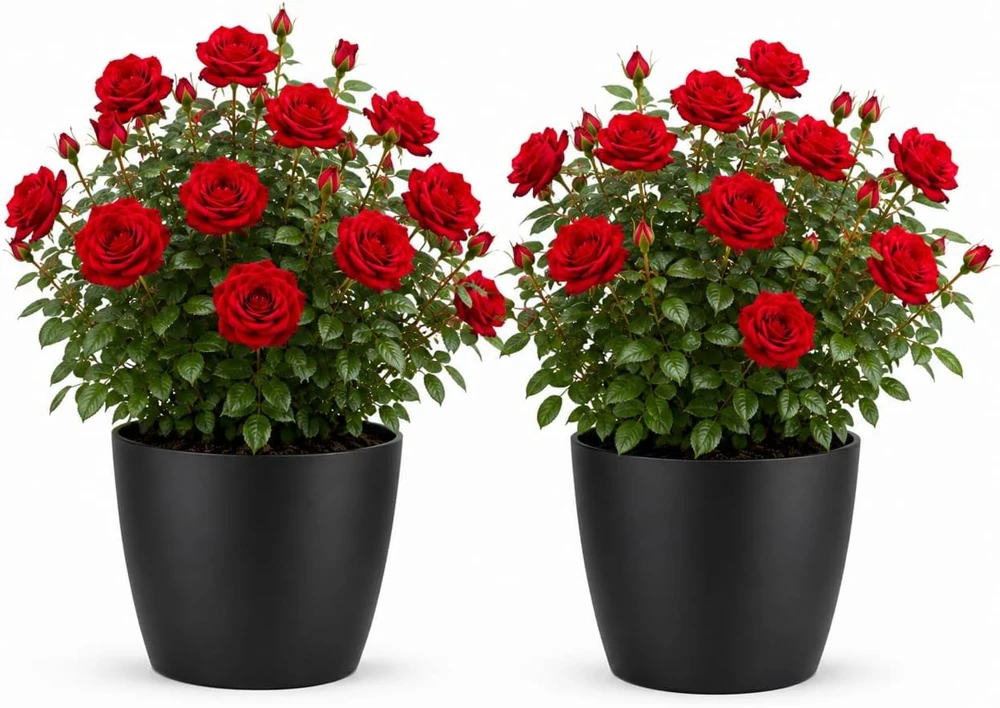 Set of 2 Red Climbing Roses Live Plants, Fragrant Perennial Rose Bush, 2-4 Inch Tall - Image 1