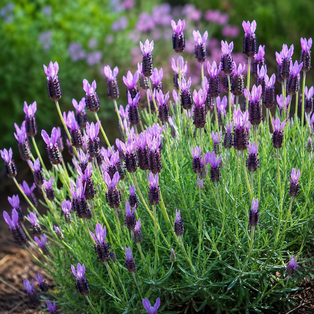 Set of 2 Spanish Lavender Live Plants - Perennial Fragrant Purple Flowers, 2-4 Inch Tall, Indoor/Outdoor - Image 7