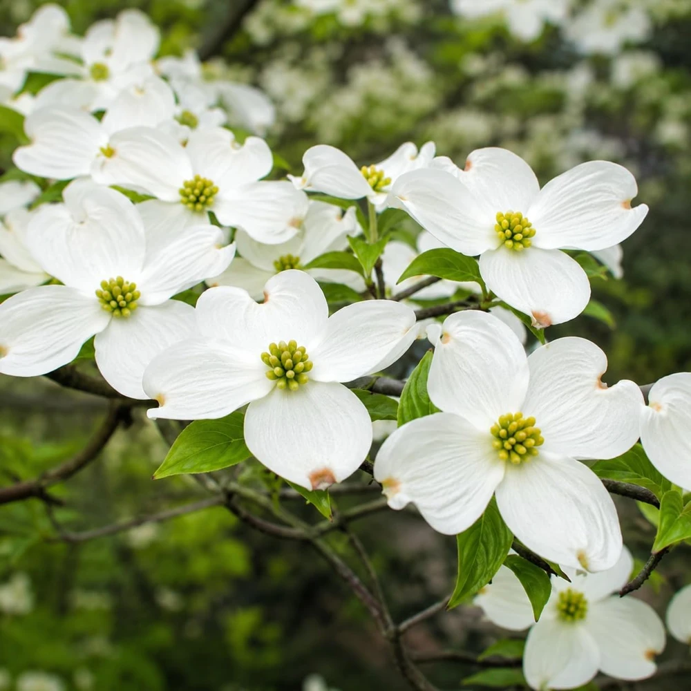Set of 2 White Dogwood Live Plants - 6-12 Inch Tall Ornamental Tree, Quart Pot, Dormant - Image 1