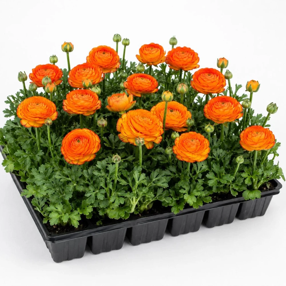 Set of 25 Picotee Orange Ranunculus Bulbs – Vibrant Double Blooms - Image 4