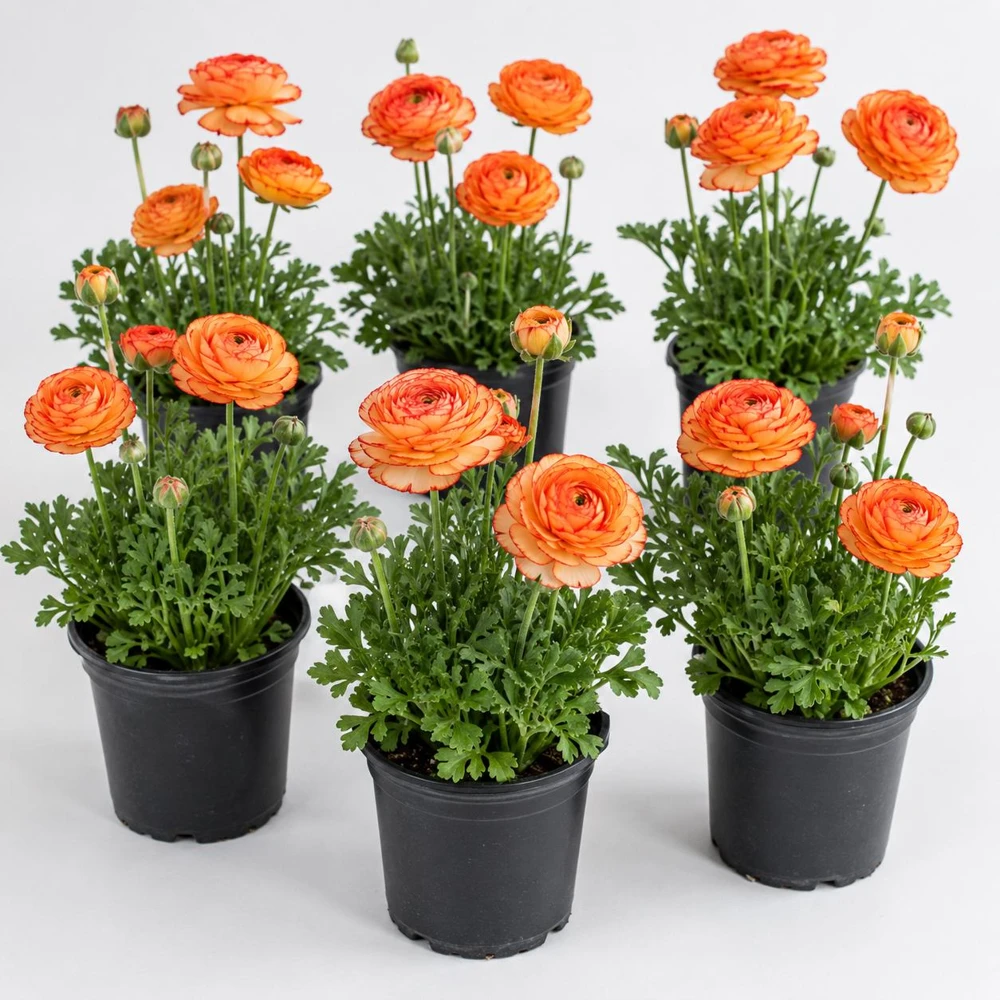 Set of 25 Picotee Orange Ranunculus Bulbs – Vibrant Double Blooms - Image 5
