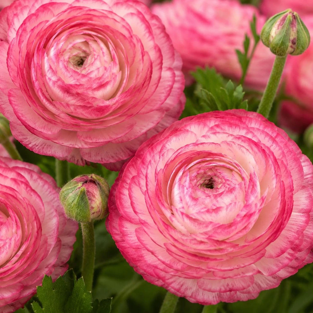Set of 25 Picotee Pink Ranunculus Bulbs - Double Bloom Buttercups for Spring Gardens - Image 1