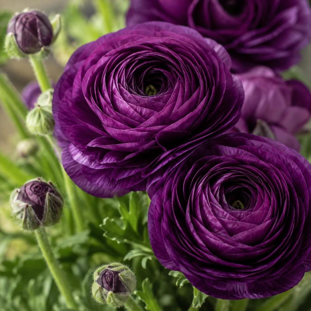 Set of 25 Purple Ranunculus Peony Corms - Vibrant Double Bloom Flower Bulbs for Garden - Image 1