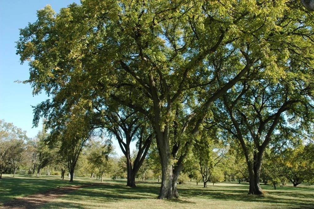 Siberian Elm Tree Ulmus pumila Live Plant – 12-24" Tall Starter, Quart Pot - Image 1
