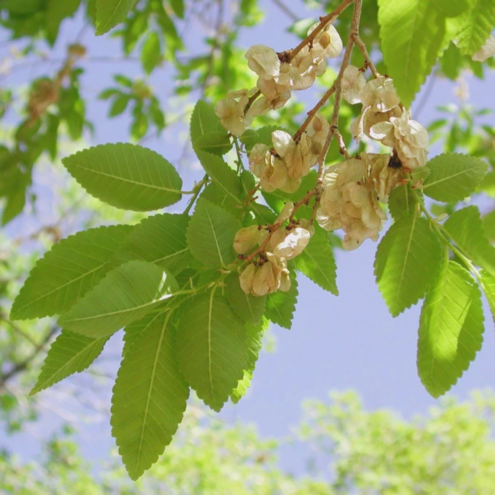 Siberian Elm Tree (Ulmus pumila) Live Plant โ 3-Pack 12-24" Tall Bare Root Starter - Image 2