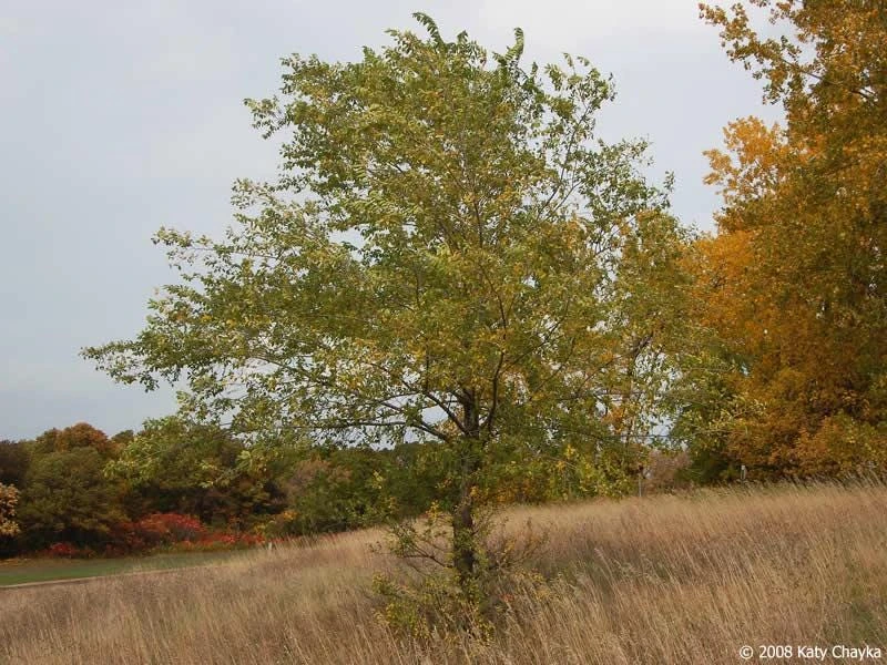 Siberian Elm Tree Ulmus pumila Live Plant - 5 Starter Plants 12-24" Tall Quart Pot - Image 8