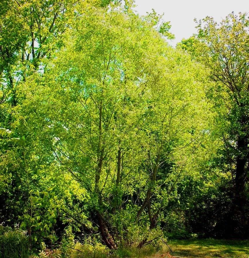 Silky Willow Tree - Salix sericea - 12-18" Tall Bare Root Plant - Fast Growing - Image 1
